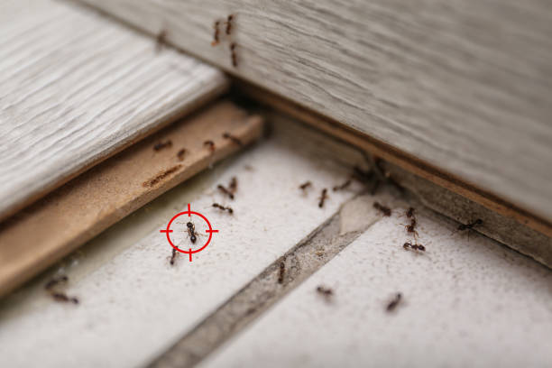 Best Commercial Pest Control Services  in Ellington, MO